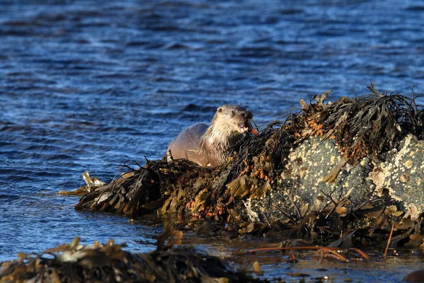 Nutria Eurasiática Costa Noroeste — Foto de Stock