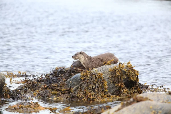 Loutre Eurasienne Sur Côte Nordique — Photo