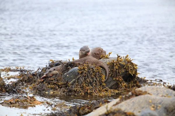 Eurasian Otter Norwegian Coast — Stock Photo, Image