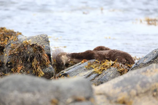 Loutre Eurasienne Sur Côte Nordique — Photo