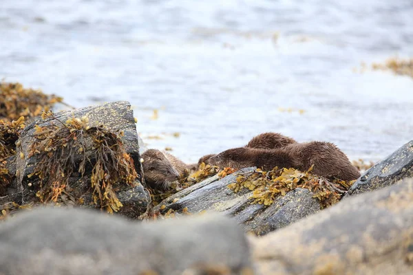 Loutre Eurasienne Sur Côte Nordique — Photo