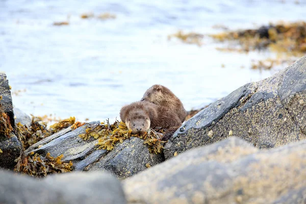 Eurasian Otter Norwegian Coast — Stock Photo, Image