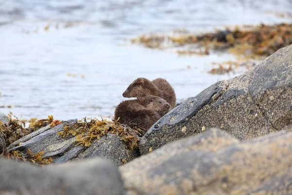 Loutre Eurasienne Sur Côte Nordique — Photo