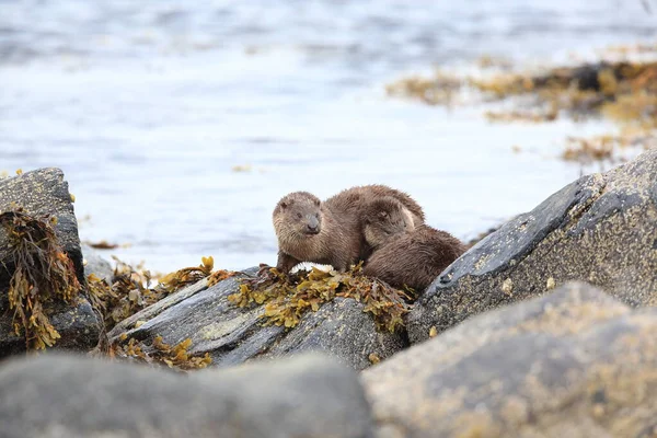 Loutre Eurasienne Sur Côte Nordique — Photo