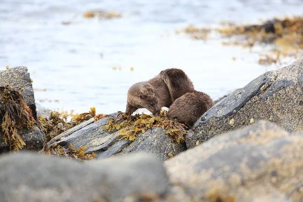 Eurasian Otter Norwegian Coast Royalty Free Stock Images