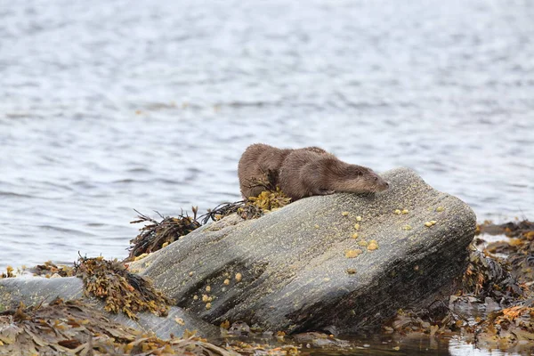 Loutre Eurasienne Sur Côte Nordique — Photo