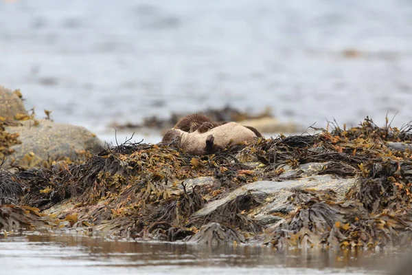 Loutre Eurasienne Sur Côte Nordique — Photo