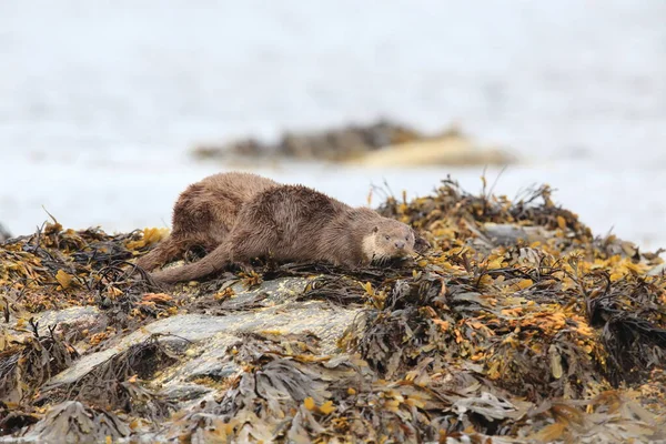 Loutre Eurasienne Sur Côte Nordique — Photo