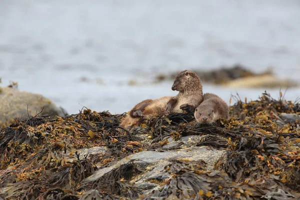 Loutre Eurasienne Sur Côte Nordique — Photo