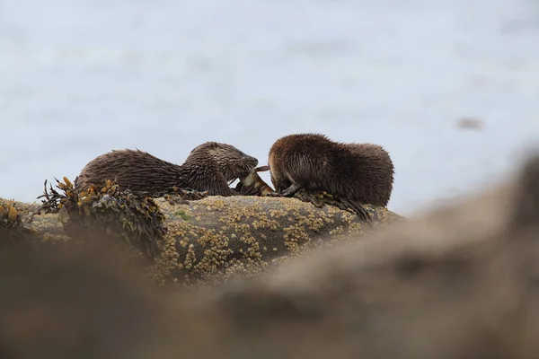 Loutre Eurasienne Sur Côte Nordique — Photo