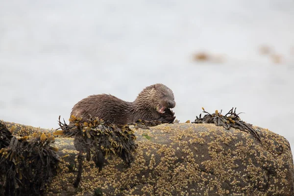 Loutre Eurasienne Sur Côte Nordique — Photo