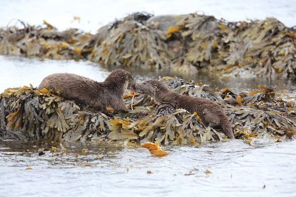 Loutre Eurasienne Sur Côte Nordique — Photo