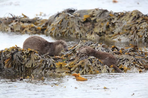 Loutre Eurasienne Sur Côte Nordique — Photo