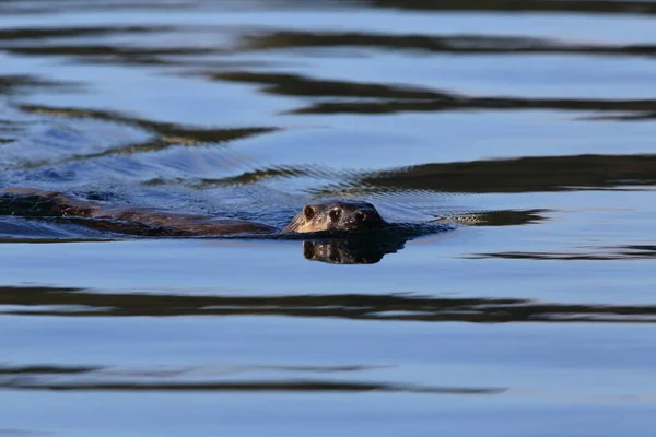 Loutre Eurasienne Sur Côte Nordique — Photo