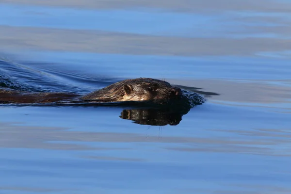 Nutria Eurasiática Costa Noroeste —  Fotos de Stock