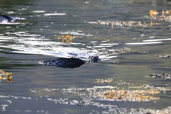 Loutre Eurasienne Sur Côte Nordique — Photo