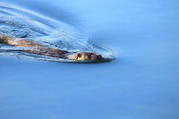 Eurasian Otter Norwegian Coast — Stock Photo, Image