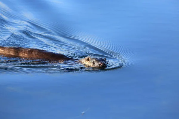 Eurasischer Fischotter Der Norwegischen Küste — Stockfoto