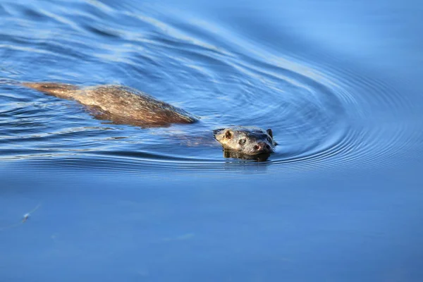 Euraziatische Otter Aan Noordse Kust — Stockfoto