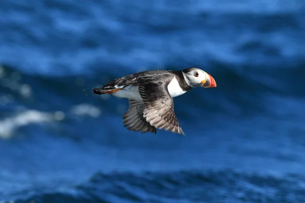 Puffin Obecný Nebo Puffin Obecný Fratercula Arctica Norsko — Stock fotografie