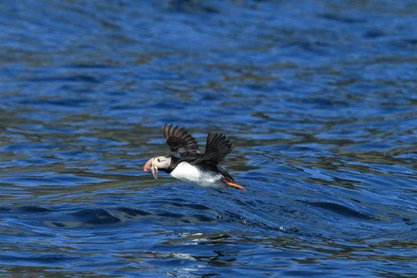 Puffin Obecný Nebo Puffin Obecný Fratercula Arctica Norsko — Stock fotografie