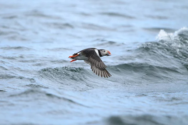 Atlantlunnefågel Eller Vanlig Lunnefågel Fratercula Arctica Norge — Stockfoto