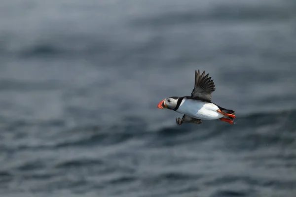 Puffin Obecný Nebo Puffin Obecný Fratercula Arctica Norsko — Stock fotografie