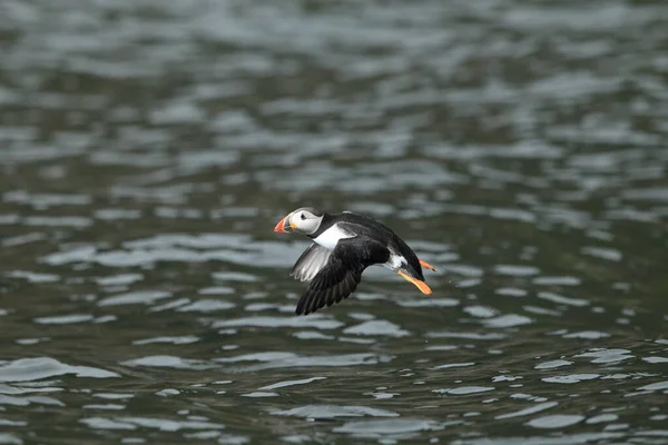 Atlantlunnefågel Eller Vanlig Lunnefågel Fratercula Arctica Norge — Stockfoto