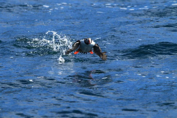 Puffin Atlântico Puffin Comum Fratercula Arctica Noruega — Fotografia de Stock