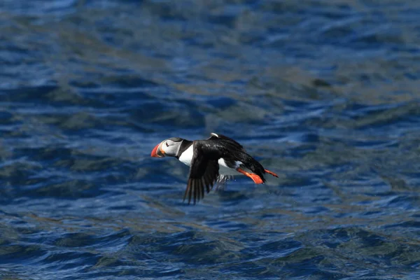 Atlantlunnefågel Eller Vanlig Lunnefågel Fratercula Arctica Norge — Stockfoto