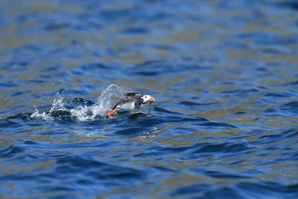 Atlantlunnefågel Eller Vanlig Lunnefågel Fratercula Arctica Norge — Stockfoto