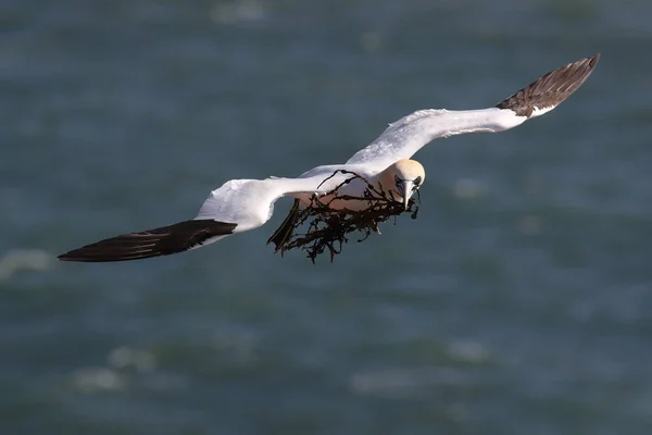 Severní Gannet Morus Bassanus Ostrov Helgoland Německo — Stock fotografie