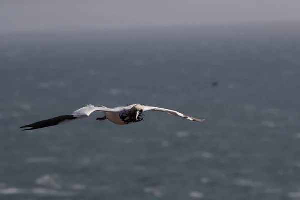 Gannet Del Norte Morus Bassanus Isla Heligoland Alemania — Foto de Stock