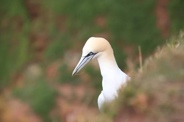 Northern Gannet Morus Bassanus Island Heligoland Germany — Stock Photo, Image