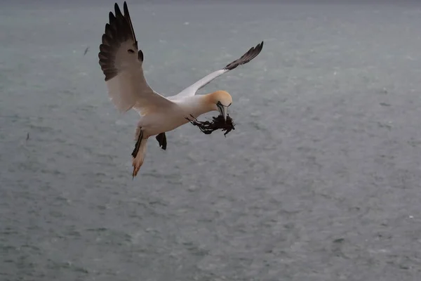 Kuzey Gannet Morus Bassanus Heligoland Adası Almanya — Stok fotoğraf