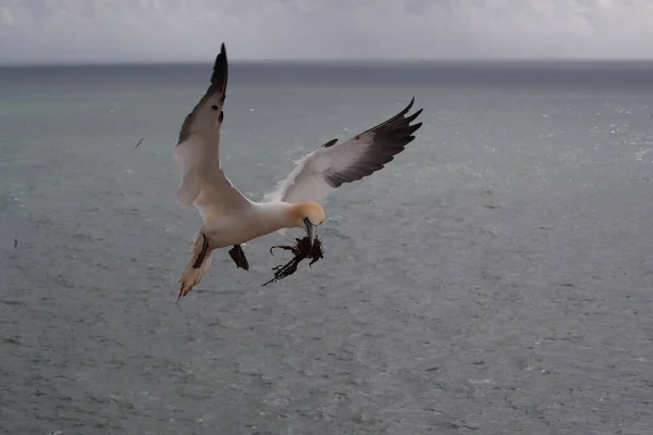 Północny Gannet Morus Bassanus Wyspa Helgoland Niemcy — Zdjęcie stockowe