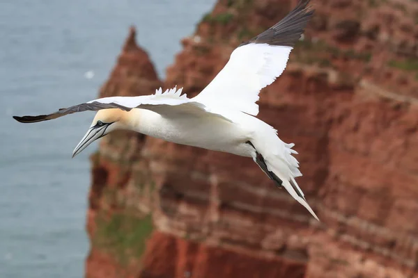 Gannet Del Norte Morus Bassanus Isla Heligoland Alemania — Foto de Stock