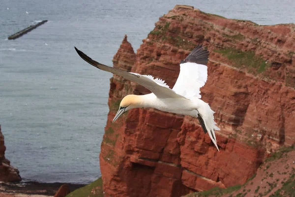 Gannet Del Norte Morus Bassanus Isla Heligoland Alemania —  Fotos de Stock