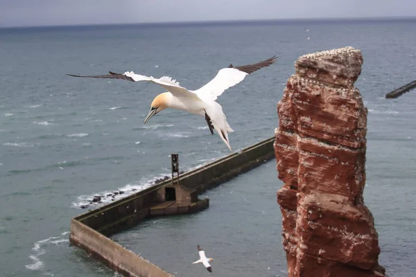 Nördliche Gannet Morus Bassanus Insel Helgoland Deutschland — Stockfoto