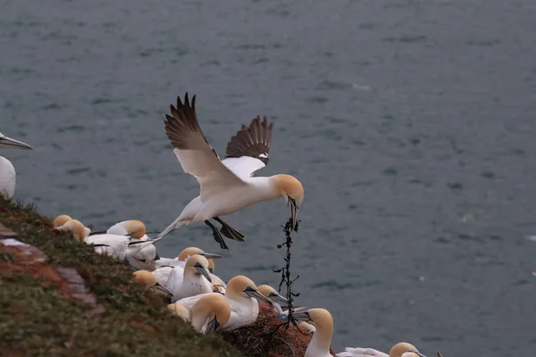 Gannet Del Norte Morus Bassanus Isla Heligoland Alemania — Foto de Stock