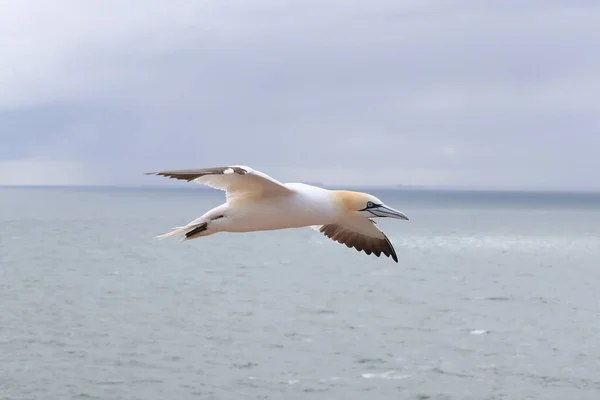 Northern Gannet Morus Bassanus Island Heligoland Alemanha — Fotografia de Stock