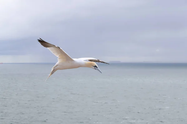 Kuzey Gannet Morus Bassanus Heligoland Adası Almanya — Stok fotoğraf