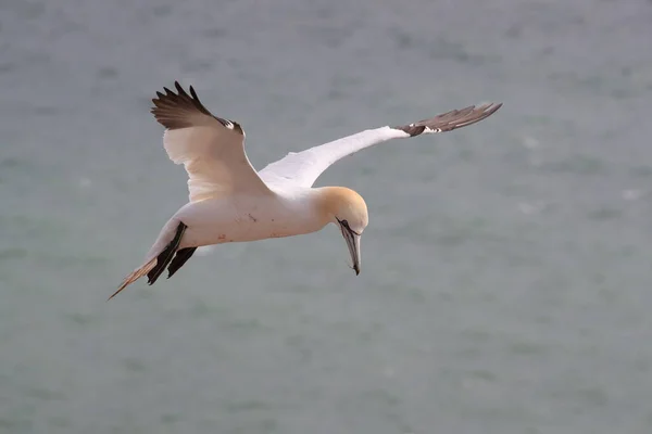 Kuzey Gannet Morus Bassanus Heligoland Adası Almanya — Stok fotoğraf