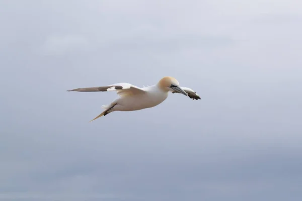 Gannet Nord Morus Bassanus Île Heligoland Allemagne — Photo