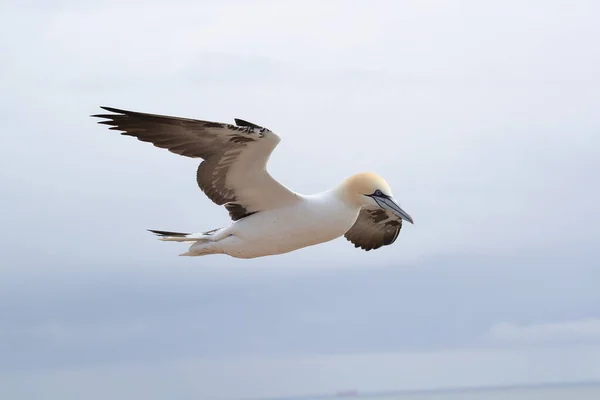 Northern Gannet Morus Bassanus Island Heligoland Alemanha — Fotografia de Stock