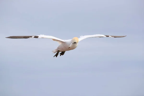 Kuzey Gannet Morus Bassanus Heligoland Adası Almanya — Stok fotoğraf