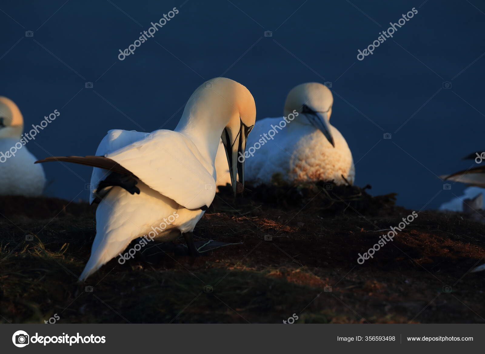 Chat Heligoland