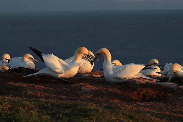 Northern Gannet Morus Bassanus Island Heligoland Alemanha — Fotografia de Stock