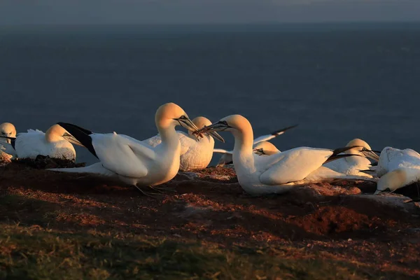 Northern Gannet Morus Bassanus Island Heligoland Alemanha — Fotografia de Stock