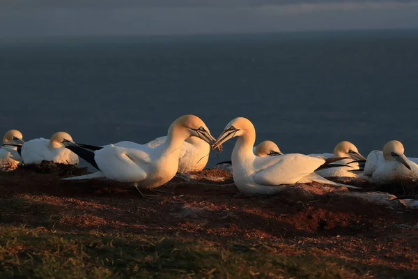 Insula Gannet Nord Morus Bassanus Heligoland Germania — Fotografie, imagine de stoc